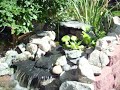 clear pond water clear pond water