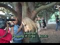 DEMOCRAT ELAINE LITE DANCING WITH WITCHES
