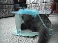 Cute Kitten Bag Fun...it continues Cute Kitten Bag Fun...it continues