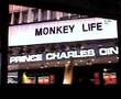 monkey planet