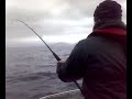 Skjervoy (Norway) Fishing 2008 - 15 lb Coalfish
