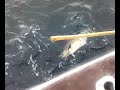 Skjervoy (Norway) Fishing 2008 - 15 lb Coalfish