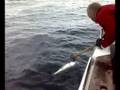 Skjervoy (Norway) Fishing 2008 - 15 lb Coalfish