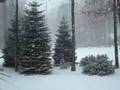 videos de The first snowfall of 2008 | The Muskegon Chronicle