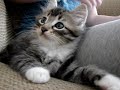 Clyde the kitten!
