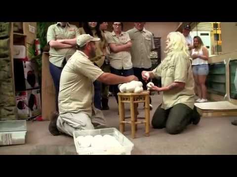 YouTube reptile video