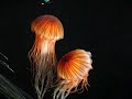 Jellyfish Parade