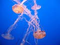 Jellyfish Parade Jellyfish Parade