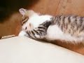 FUCHAGI\