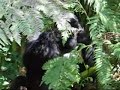 Mountain Gorillas in Rwanda