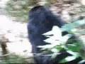 Mountain Gorillas in Rwanda