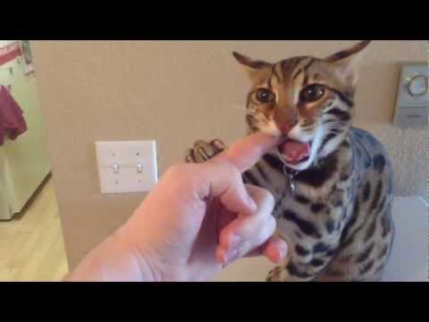 Bengalen - This is how my F1 Bengal Hybrid welcomes us home.