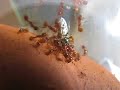 Myrmica Rubra ants attacking fly (short fight) Myrmica Rubra ants attacking fly (short fight)
