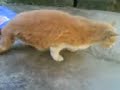 Minet bl�ss� dans le jardin