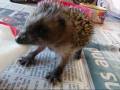Baby hedgehog playing tug of war