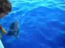 TEXAS fishing WILDCATTER 7 sailfish