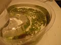 Triops