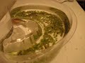 Triops Triops