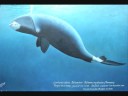 Abysses - Fanfare st. Joseph Pey [part 3/3]