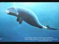 videos de Abysses - Fanfare st. Joseph Pey [part 3/3]
