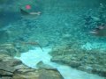 Stringrays and Friends at Sea World