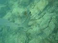 Mergulho em Fernando de Noronha - Tubarão Lixa