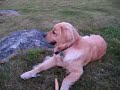 My fun dogs Golden Retriver & Sheltie together My fun dogs Golden Retriver & Sheltie together