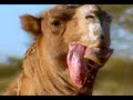 livin in Australia livin in Australia