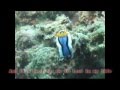 20080412-18sulu sea 潛水之旅0416-2