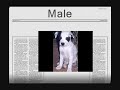 Abandoned Mama dog and pups *ADOPTED*