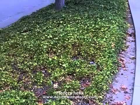 how to transplant english ivy ground cover