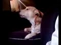 dog trips out 4rm lil jon