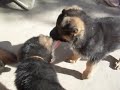 Cachorros Ovejero Aleman  jugando con pantuflas