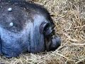 Snoring Pig