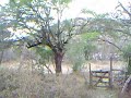 rancho la joya rancho la joya