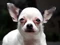 The Chihuahua speaks