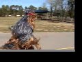 Yowie pt2