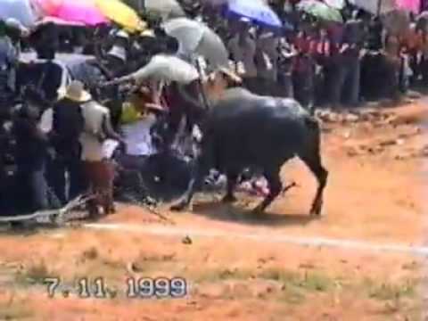 Buffalo - An enraged water Buffalo attack a crowd during a water Buffalo racing event held regularly in Thailand.