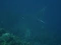 Eagle ray Statia - adelaarsrog Sint Eustatius 2008-5 210 Eagle ray Statia - adelaarsrog Sint Eustatius 2008-5 210