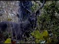 Sambar in Kanha India video by Shirishkumar Patil Sambar in Kanha India video by Shirishkumar Patil