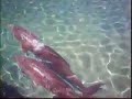 dolphin and pup
