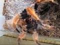 My B. boehmei molted and decide to get a vid of him, awesome colors!!