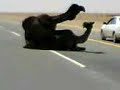 Camel in Street بعير فوق ناقه بنص الشارع