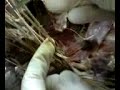 Parte de diseccion del plexo braquial del perro