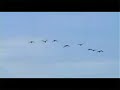 Ganzen (Geese)
