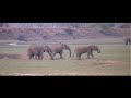 elephant battle & playing