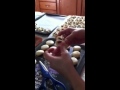 معمول الودات