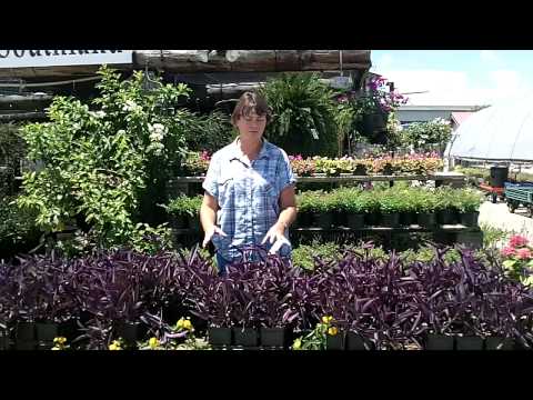 how to plant purple queen