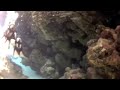Click here to watch this video Will Diving Ras Muhammad