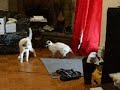 Simese VS Mew: Lil Cat Fight
